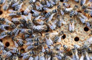 Zehntausende Bienen sorgen für Tohuwabohu auf B463