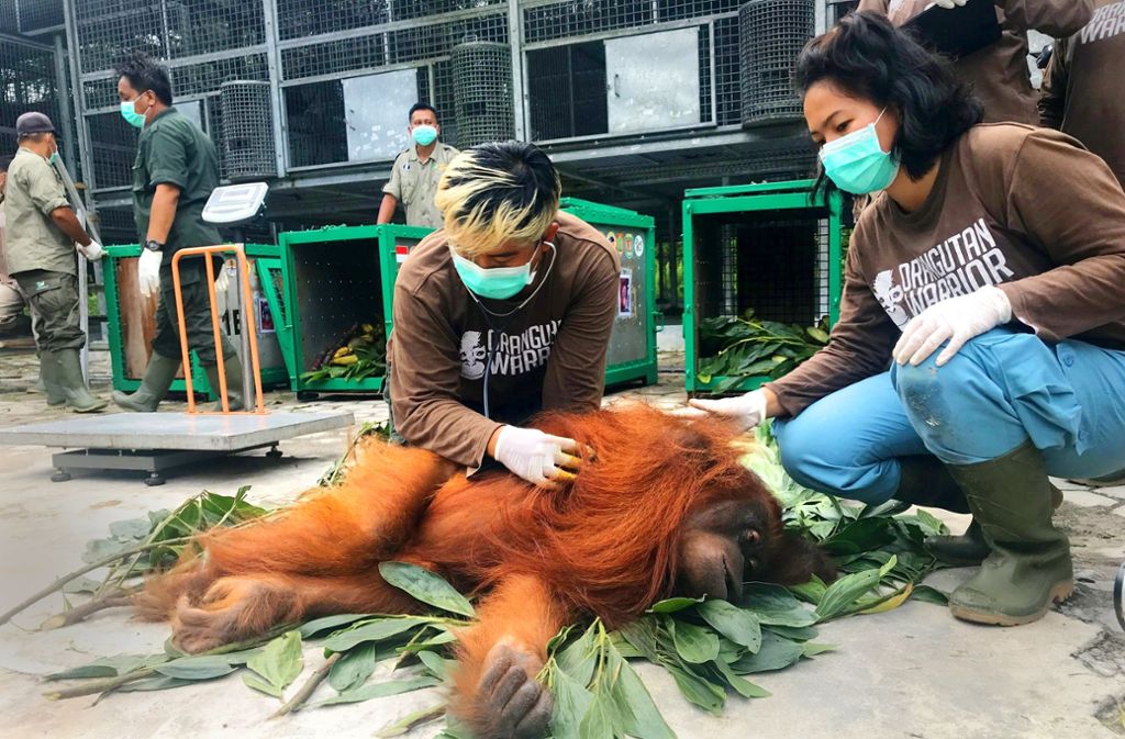 Vor der Auswilderung werden die Orang-Utans noch medizinisch untersucht.