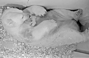 Eisbärenbaby im Zoo zur Welt gekommen