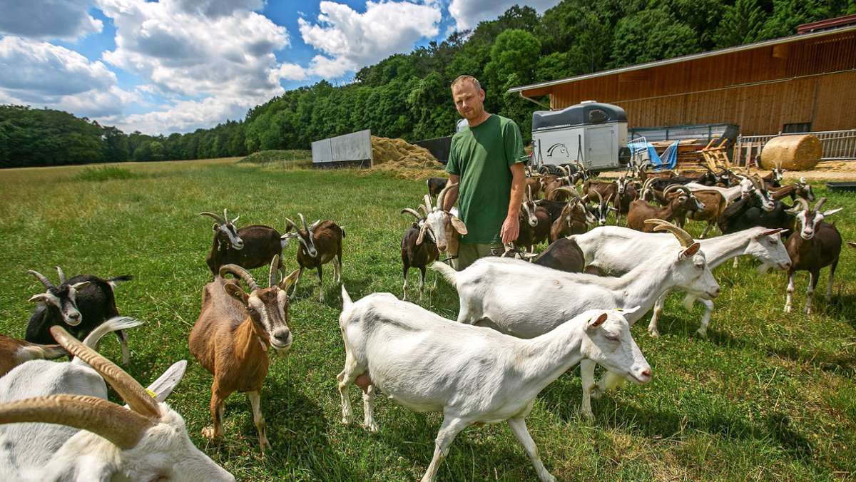 Erste  Sichtung eines Wolfs  in Esslingen: Viehhalter sehen wenig Möglichkeiten zum Schutz