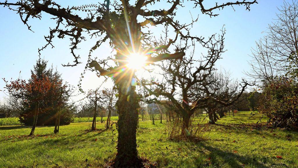 Streuobstwiesen in der Region: Nur das Obst  markierter Bäume schmeckt