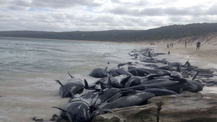 Mehr als 150 Wale gestrandet