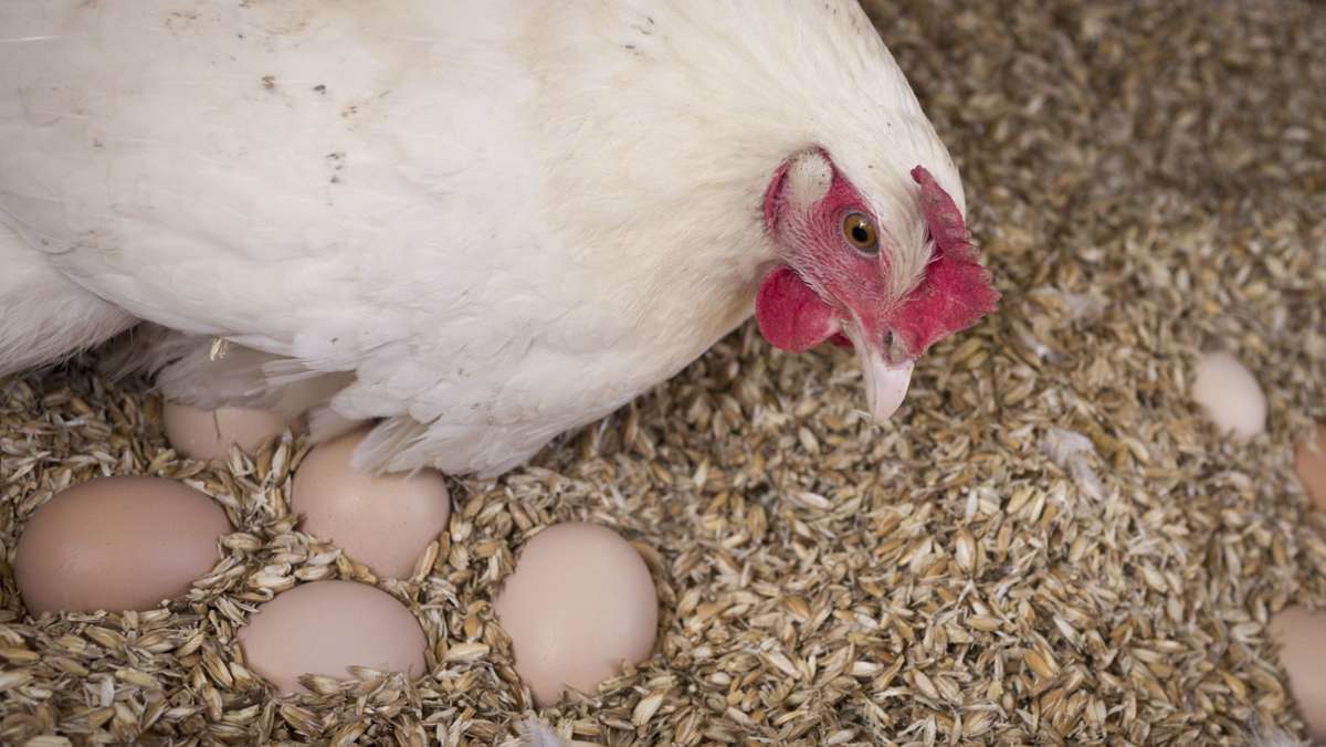 Hühnerhaltung auf den Fildern: Jeden Tag ein Ei?