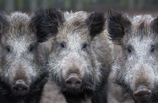 Wildschweinrotte auf  Autobahn überrollt – elf Tiere tot
