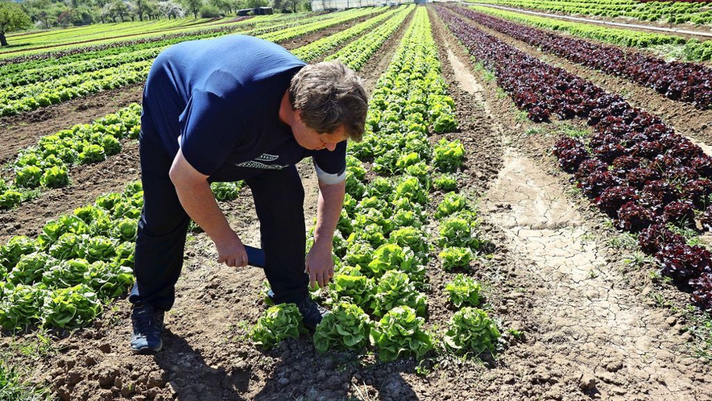 Landwirtschaft in Kernen: Der Freiland-Salat lechzt nach Regen