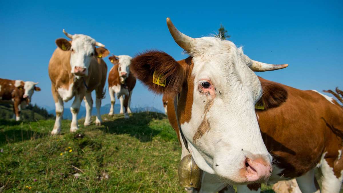 Gerichtsprozess in Bayern: Polizei erschießt ausgebüxte Kuh –  Besitzer klagt