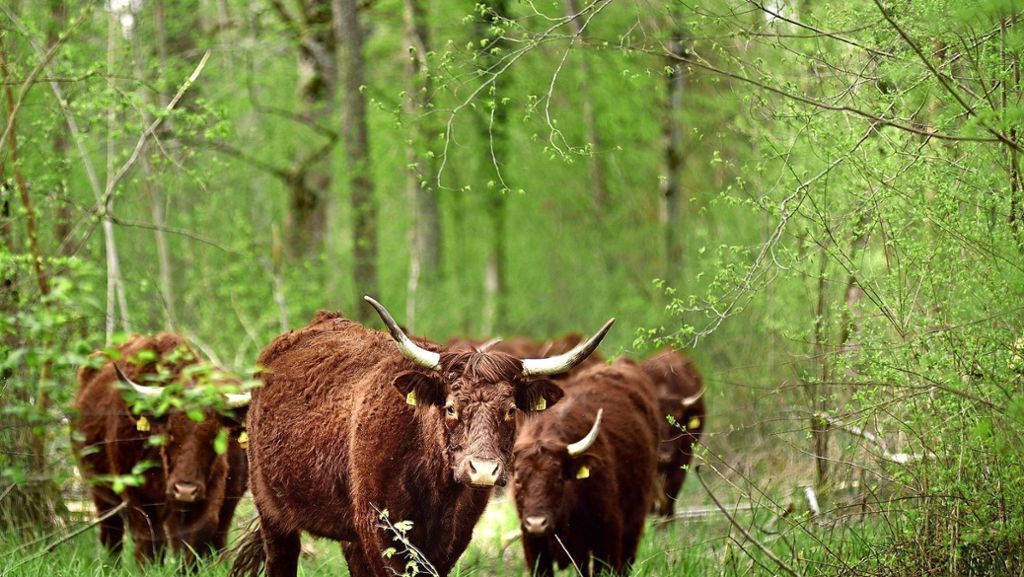 Ungewöhnliches Projekt: Im Wald, da sind die Rinder