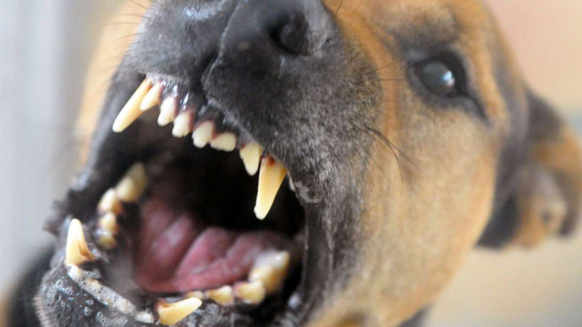 Steinheim an der Murr: 60-Jährige von Hund ins Bein gebissen