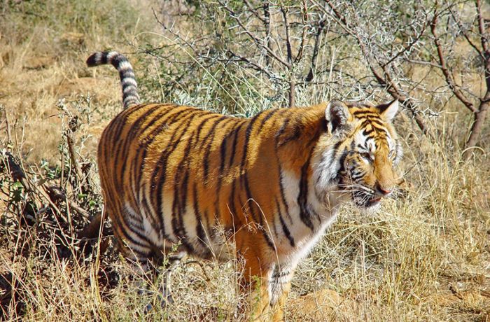 Entlaufener Tiger sorgt in Südafrika für Schrecken