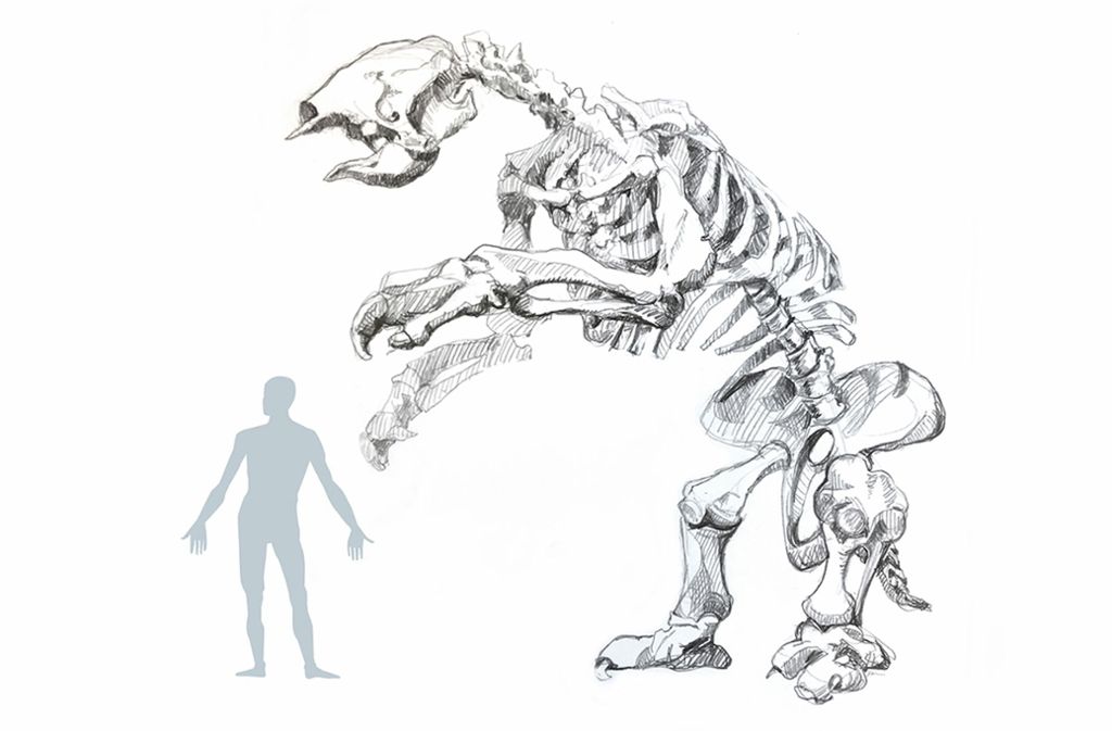 Grafische Darstellung eines ausgestorbenen Riesenfaultiers mit dem Größenvergleich zum Menschen.