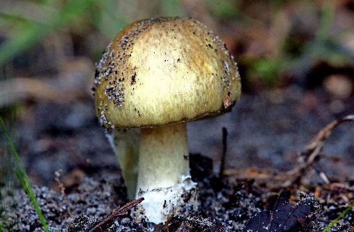Pilze – lecker oder giftig?