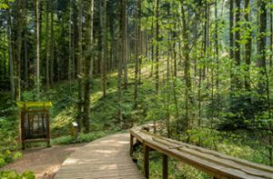 Die schönsten Walderlebnisse rund um Stuttgart
