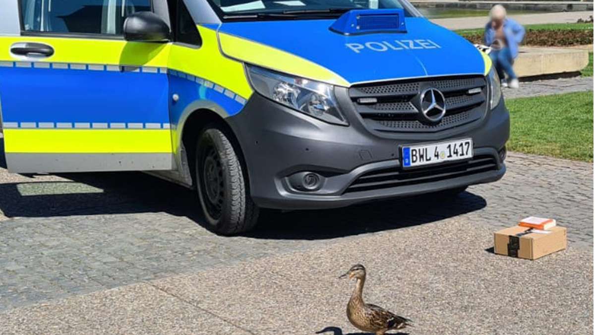 Theodor-Heuss-Straße in Stuttgart: Entenfamilie verirrt sich – Polizei rückt an