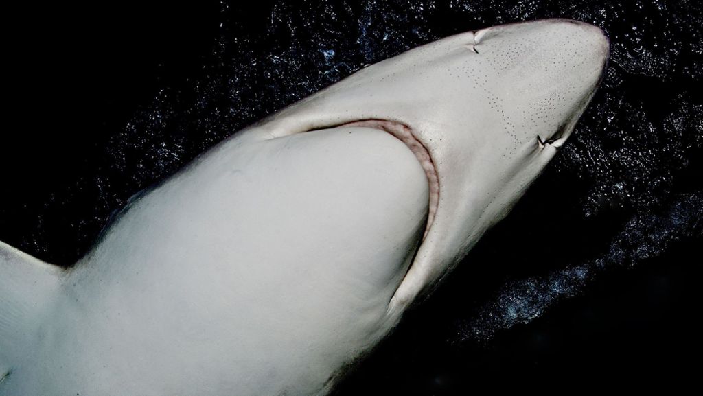 Hai-Sichtung in Kroatien: Urlauber filmen drei Meter langen Hai