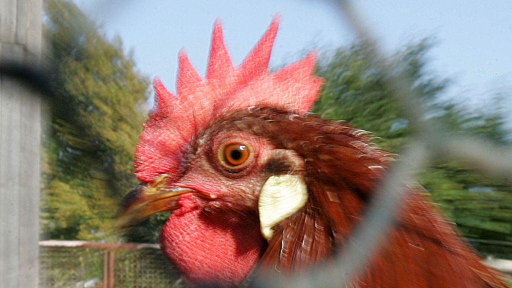 Unfall in Australien: Tödlicher Hahnangriff – Farmerin wollte nur Eier sammeln