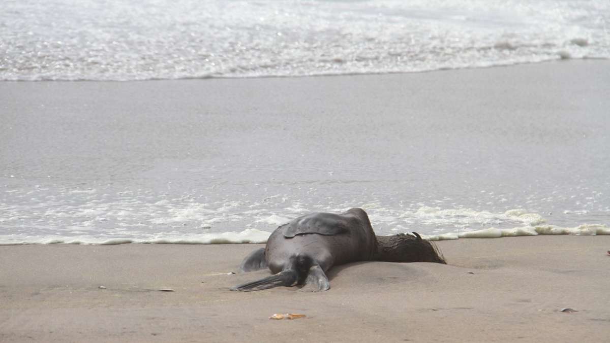 Vor der Küste Namibias: Massensterben von Robben gibt Forschern Rätsel auf