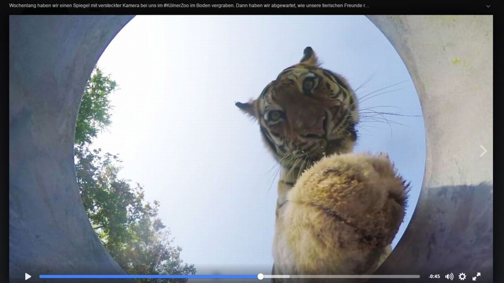 Virales Facebook-Video: Kölner Zoo spielt „Versteckte Kamera“