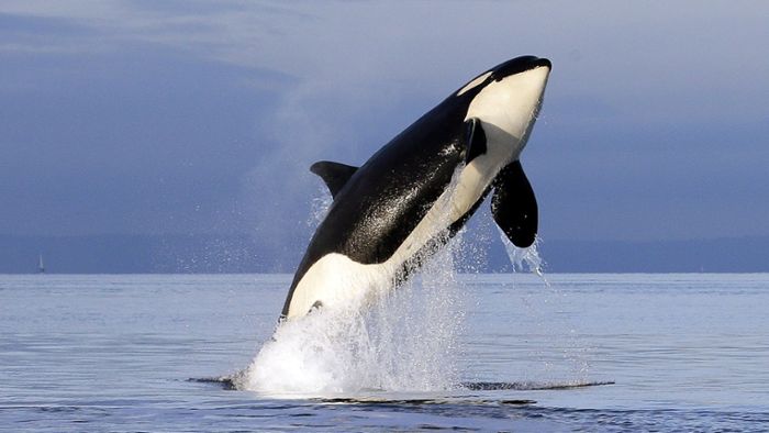Wo Segler Angst vor Orcas haben