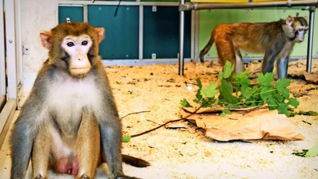 Tierversuche: Hirnforscher erläutern ihre Experimente mit Affen