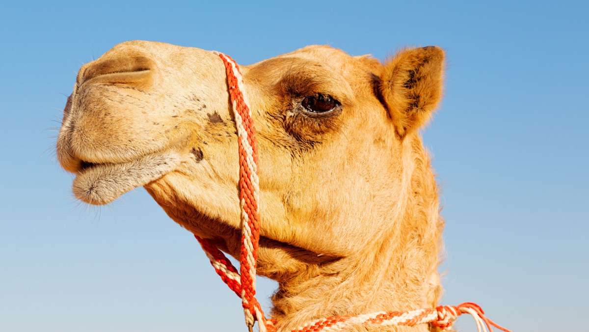 Saudi-Arabien: Kamele wegen Botox von Schönheitswettbewerb ausgeschlossen