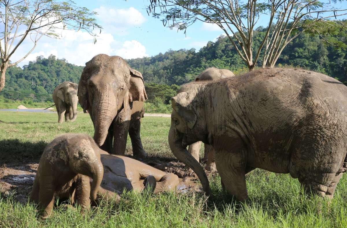 Viele der im Park lebenden Elefanten wurden schon als Babys von ihren Eltern getrennt. Für sie ist das Leben in Gemeinschaft völlig neu.