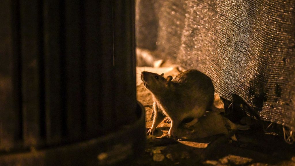 Tiere in S-Mitte: Giftköder gegen Ratten sind umstritten