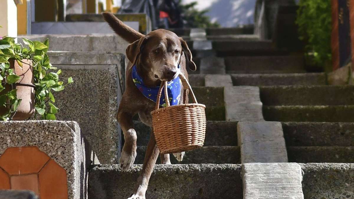 Tierische Einkaufshilfe in Kolumbien: Hund Eros liefert Lebensmittel aus