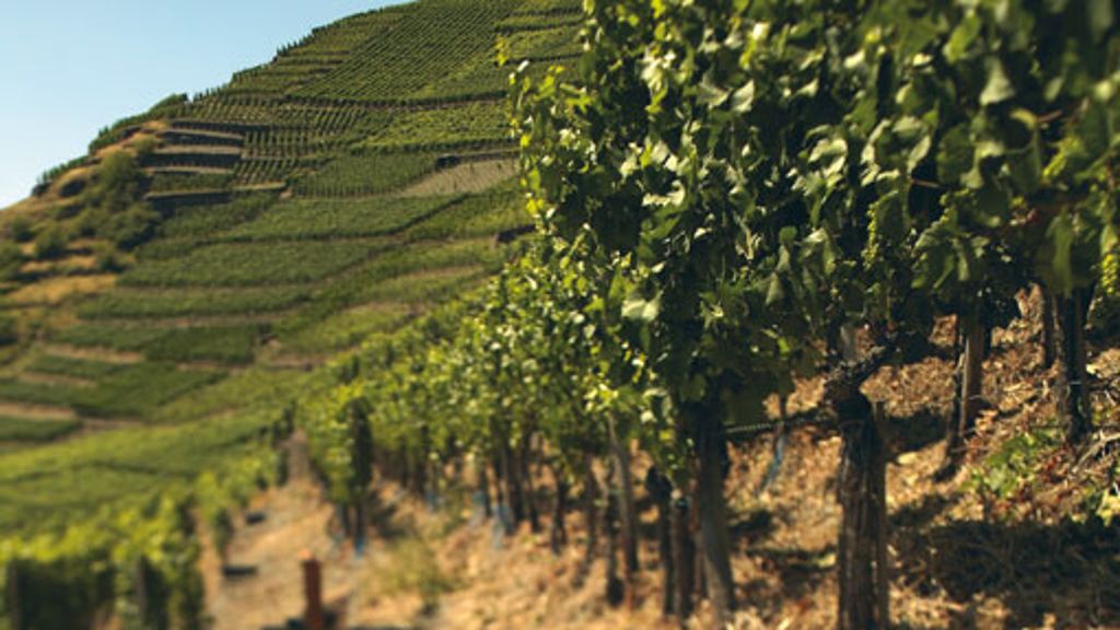 Steillagenweinbau: Die Ahr – das deutsche Spätburgunder-Paradies