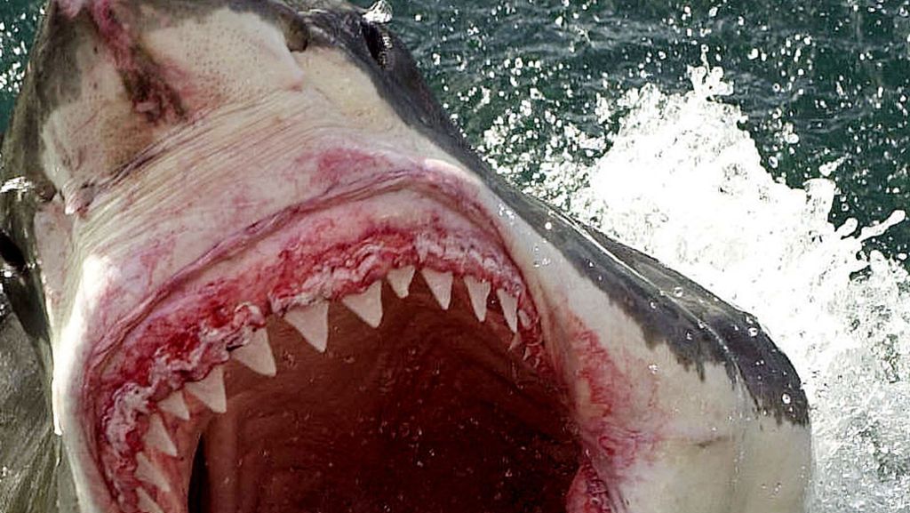 Unglück an der US-Ostküste: Hai attackiert Jugendliche – 17-Jährige verliert Teil ihres Beins