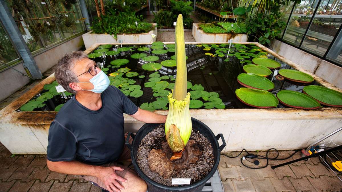 Titanwurz in Stuttgart: Größte Blume der Welt könnte am Wochenende blühen