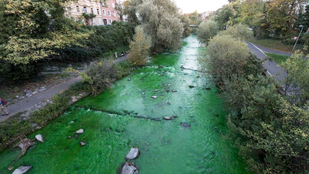 Dreisam in Freiburg: Fluss ist giftgrün gefärbt