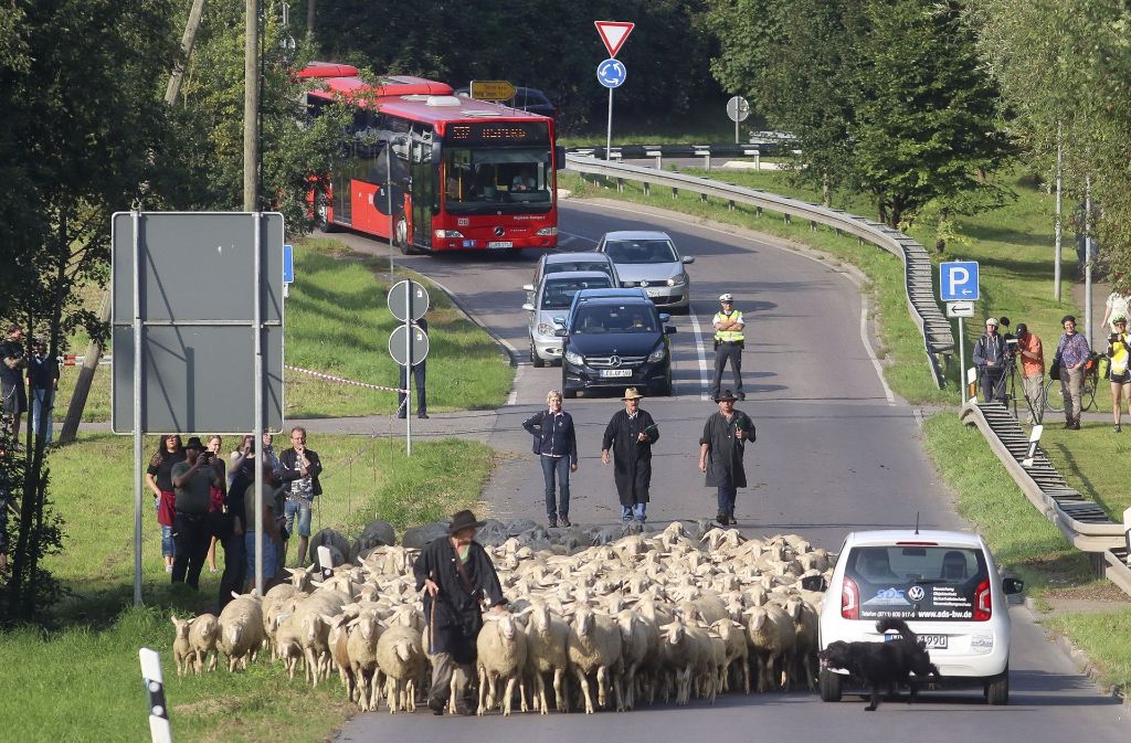 Eine heikle Situation gibt es beim Leistungshüten: Der Schäfer muss seine Schafe über eine Straße führen, dabei kommt der Herde ein Auto entgegen. Der Hund sollte idealerweise zwischen Herde und Auto sein, um die Tiere zu beschützen.