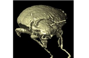 230 Millionen Jahre alte Käfer in Dinosaurier-Kot gefunden