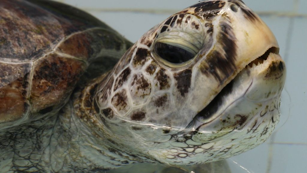  915 Münzen entfernten Ärzte aus dem Bauch einer thailändischen Schildkröte. Nun durfte das Tier erstmals wieder ins Wasser. 