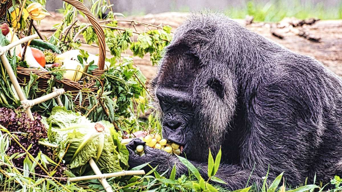 Tiere: Gorilla-Dame Fatou feiert 67. Geburtstag im Berliner Zoo