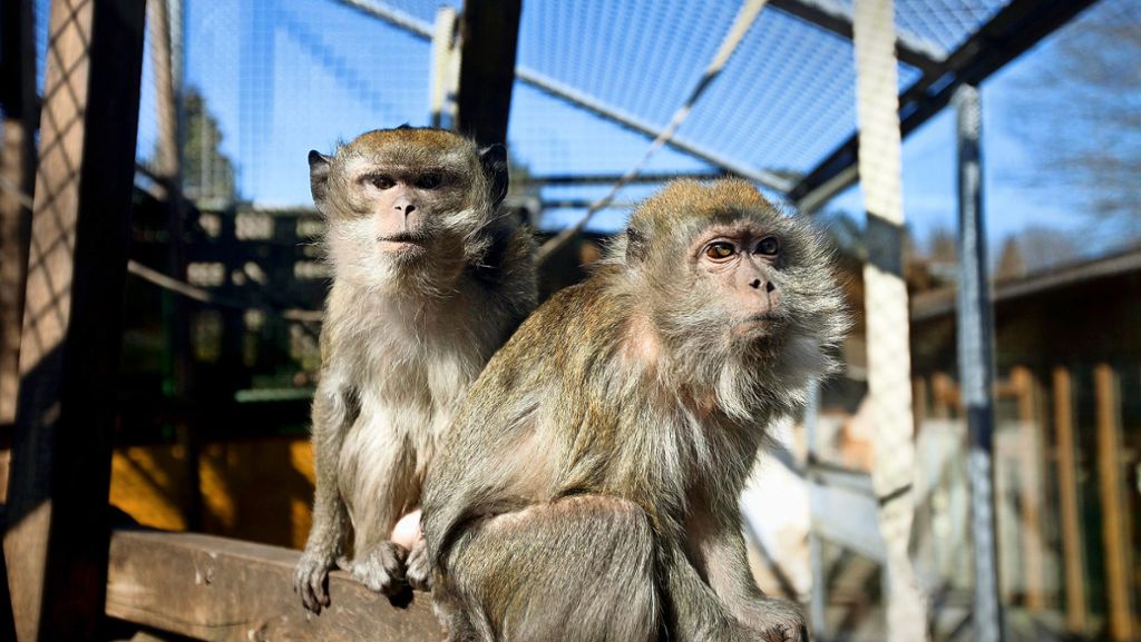 Tierpark in Göppingen: Der große Umbau ist fast geschafft