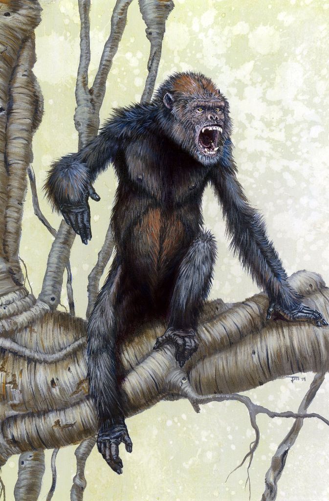 Die Darstellung zeigt einen „Pierolapithecus catalaunicus“. Forscher entdeckten 2004 Knochenreste dieses letzten gemeinsamen Vorfahren von großen Affen und dem Menschen – oder zumindest einen sehr nahen Verwandten dieses Ur-Ahns.