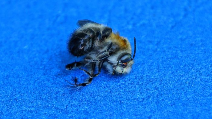 Bienen töten: Darf man das ohne Strafe?