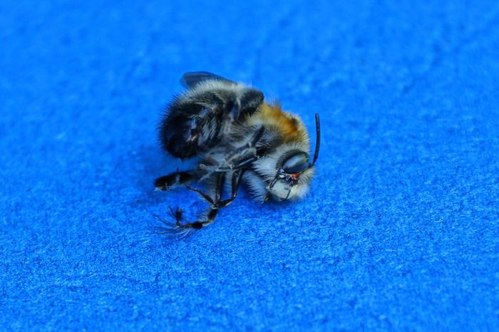 Bienen töten: Darf man das ohne Strafe?