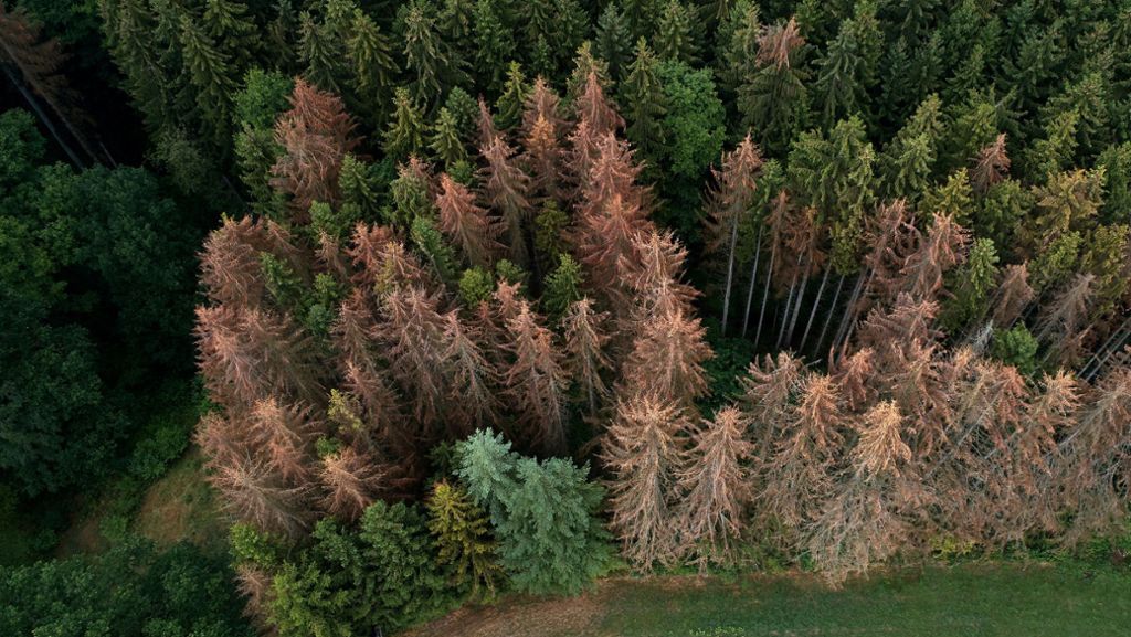 #TeamTrees erobert das Netz: Youtuber will 20 Millionen Bäume bis 2020 pflanzen