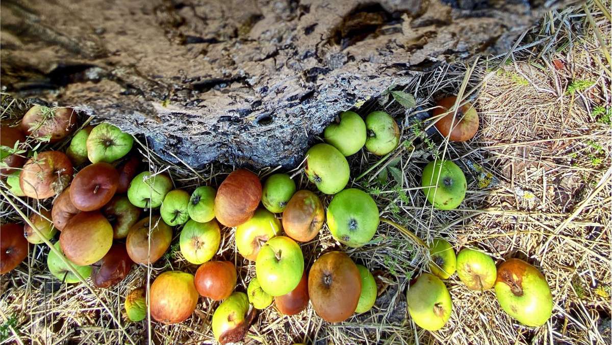 Saftherstellung im Rems-Murr-Kreis: Gestresste Äpfel fallen zu früh vom Baum