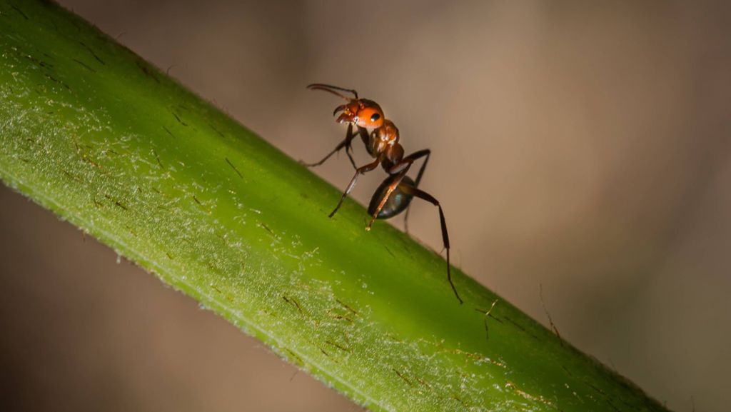 Wenn Ameisen ins Haus wollen: Ungebetene Gäste