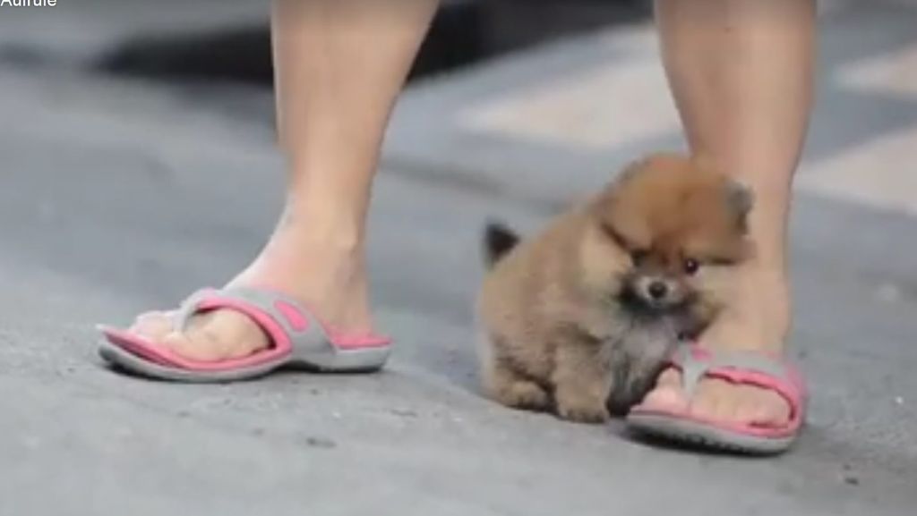 Facebook-Video: Der süßeste Mini-Hund der Welt