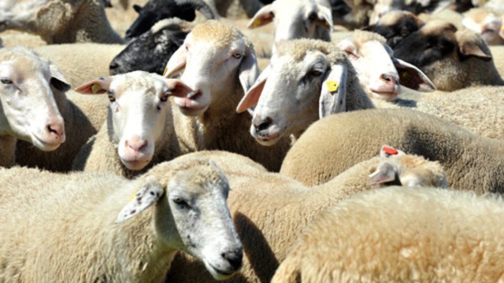 Q-Fieber: Keine Impfpflicht für Schafe geplant