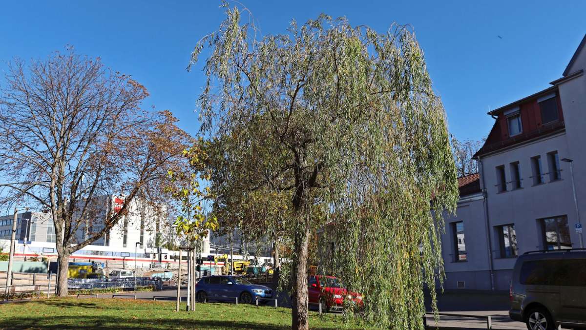  Der im Zuge der Arbeiten für Stuttgarter 21 am Bahnhof Feuerbach gepflanzte Ersatzbaum ist abgestorben. Ein kleinerer Baum soll nun stattdessen gepflanzt werden. 
