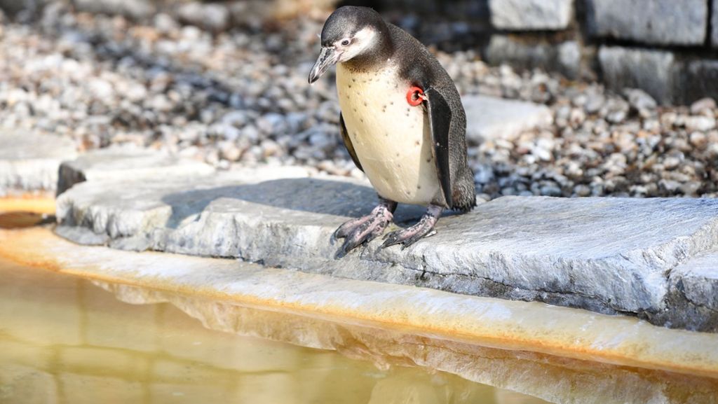 Mannheimer Luisenpark: Gestohlener Pinguin tot gefunden - ohne Kopf