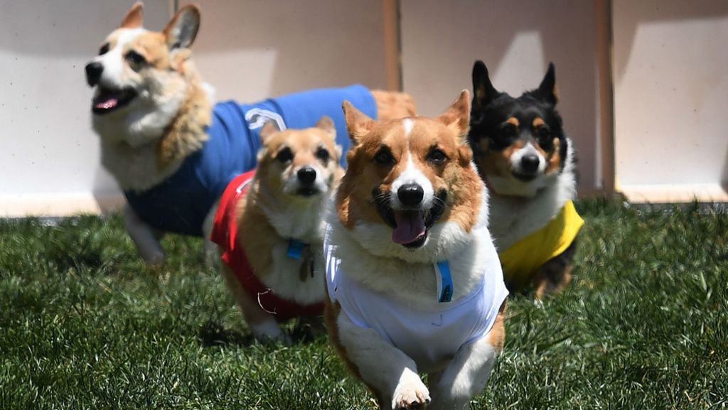 Corgi-Messe in Kalifornien: Hier treffen sich 1000 Hunde in Kostümen