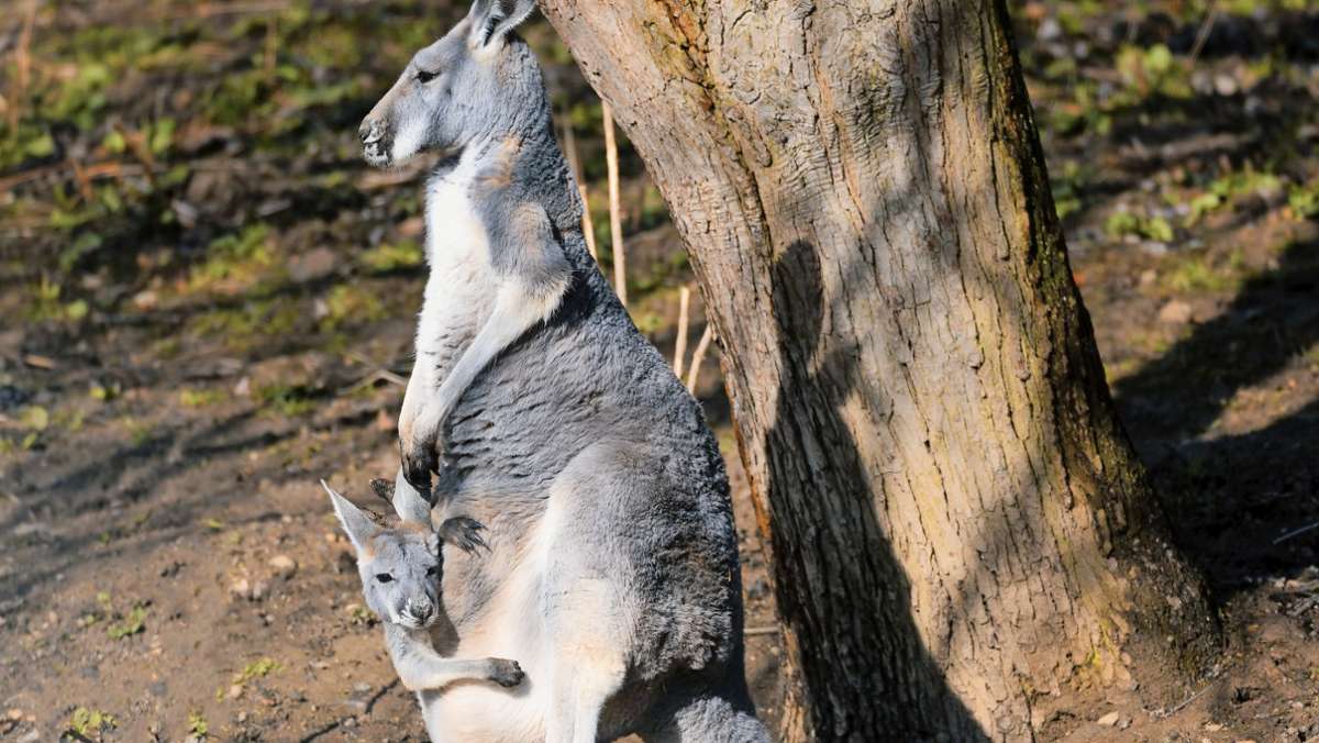 Schaden an Australiens Natur: Das Känguru-Dilemma