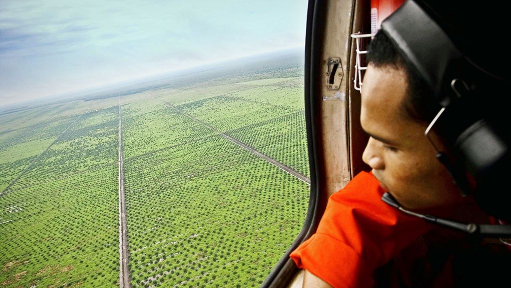Nachhaltiger Konsum: Die mühsame Abkehr vom Palmöl
