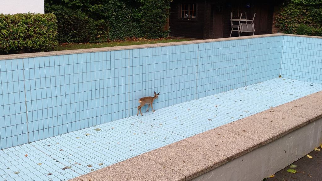 Reh stürzt in Becken: Feuerwehr rettet verirrtes Tier aus Swimmingpool